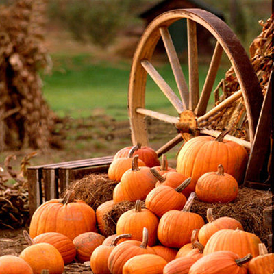 Fall_Pumpkins.jpg