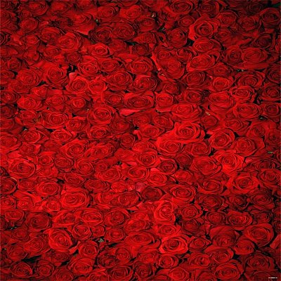 Roses_(2)_10x10.jpg